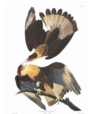 Brasilian Caracara Eagle by John James Audubon